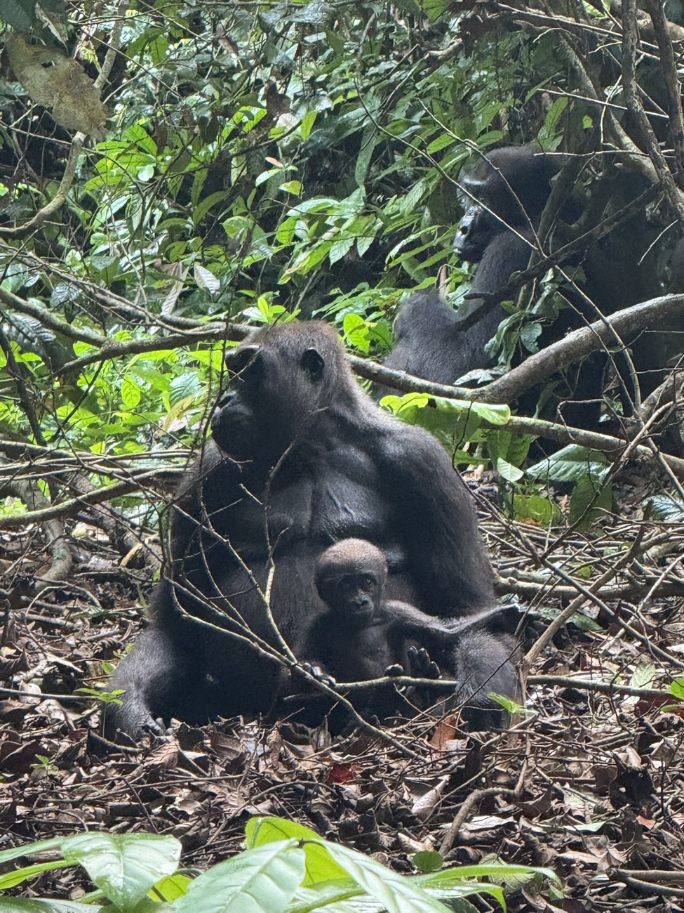Western lowland gorilla