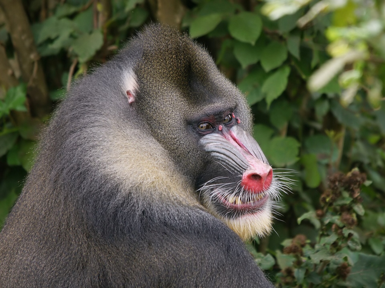 Mandrill (Mandrillus sphinx)