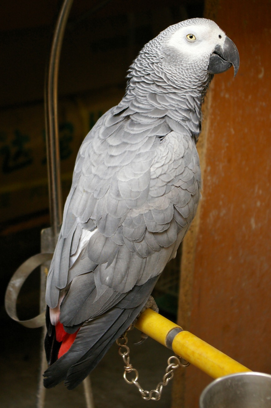 African grey parrot (Psittacus erithacus)