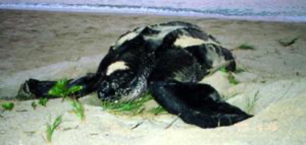 Leatherback sea turtle