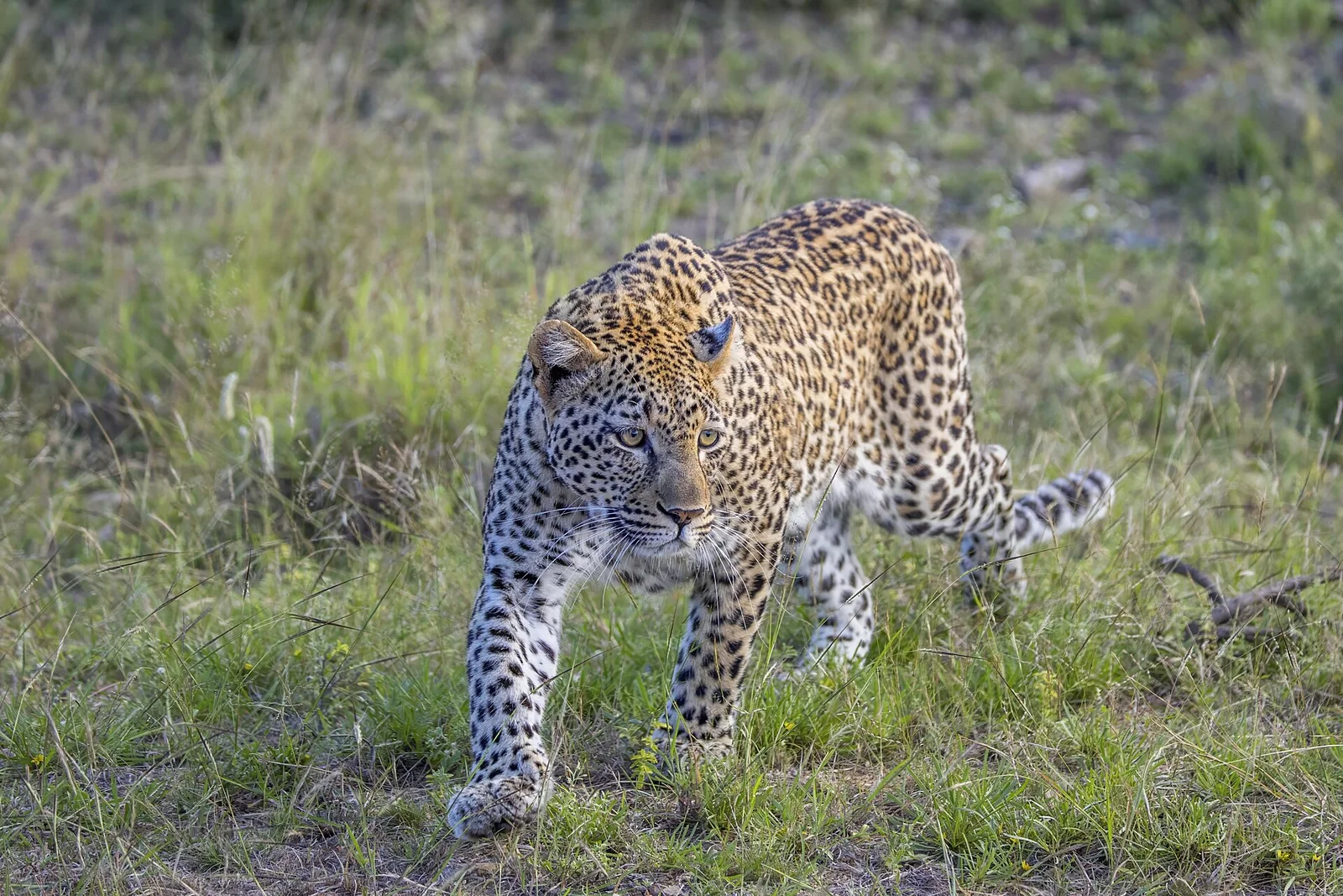 African leopard (Panthera pardus pardus), the subspecies found in Gabon, walking through grass