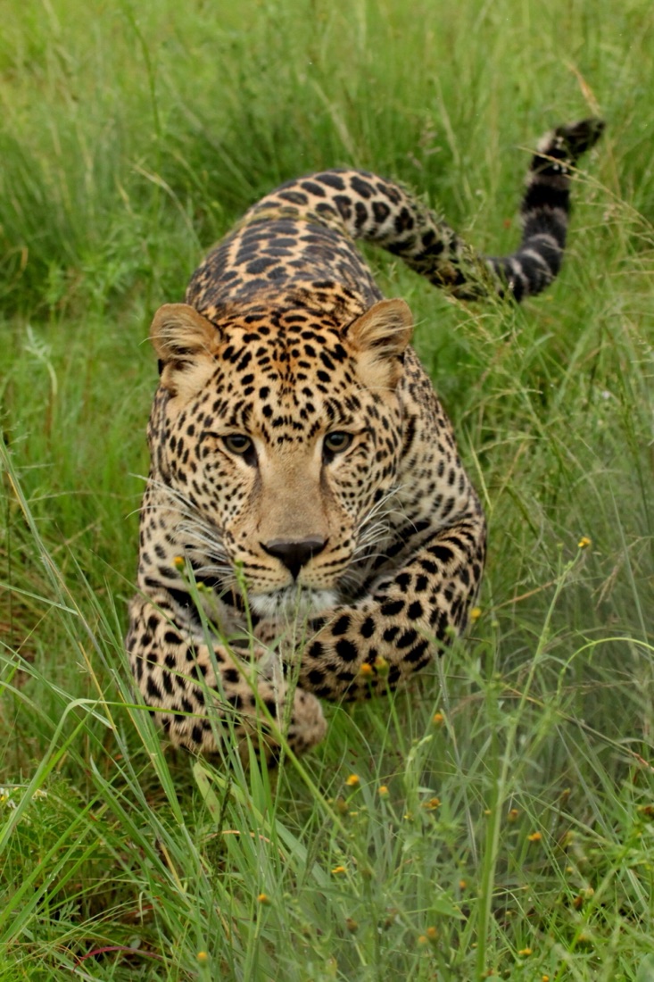 A leopard resting on a branch