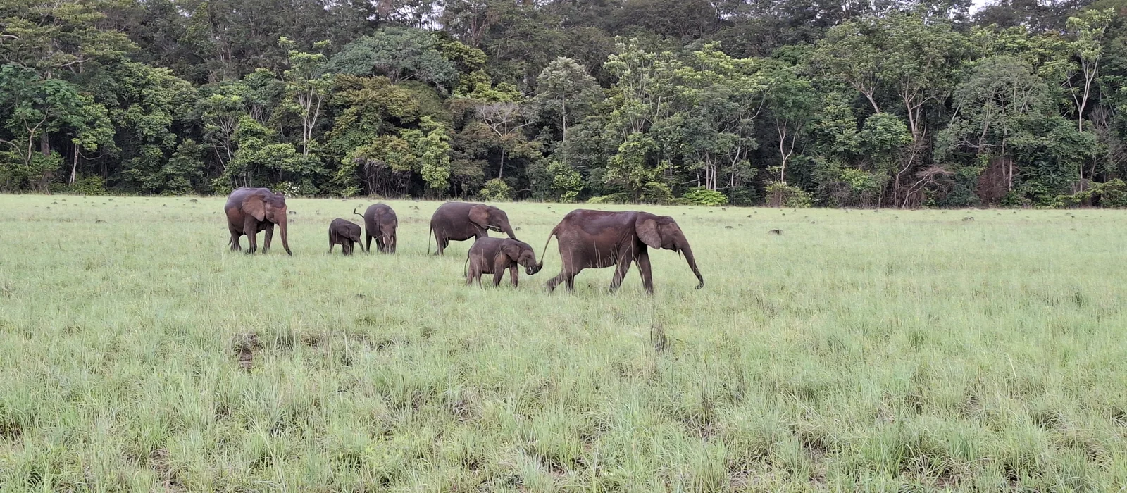 A herd of African forest elephants crossing a savanna clearing at the forest edge, Gabon