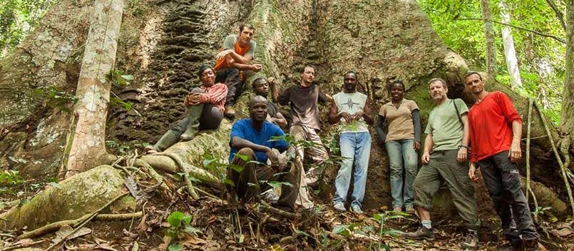 A field team gathered at the buttressed base of a giant rainforest tree