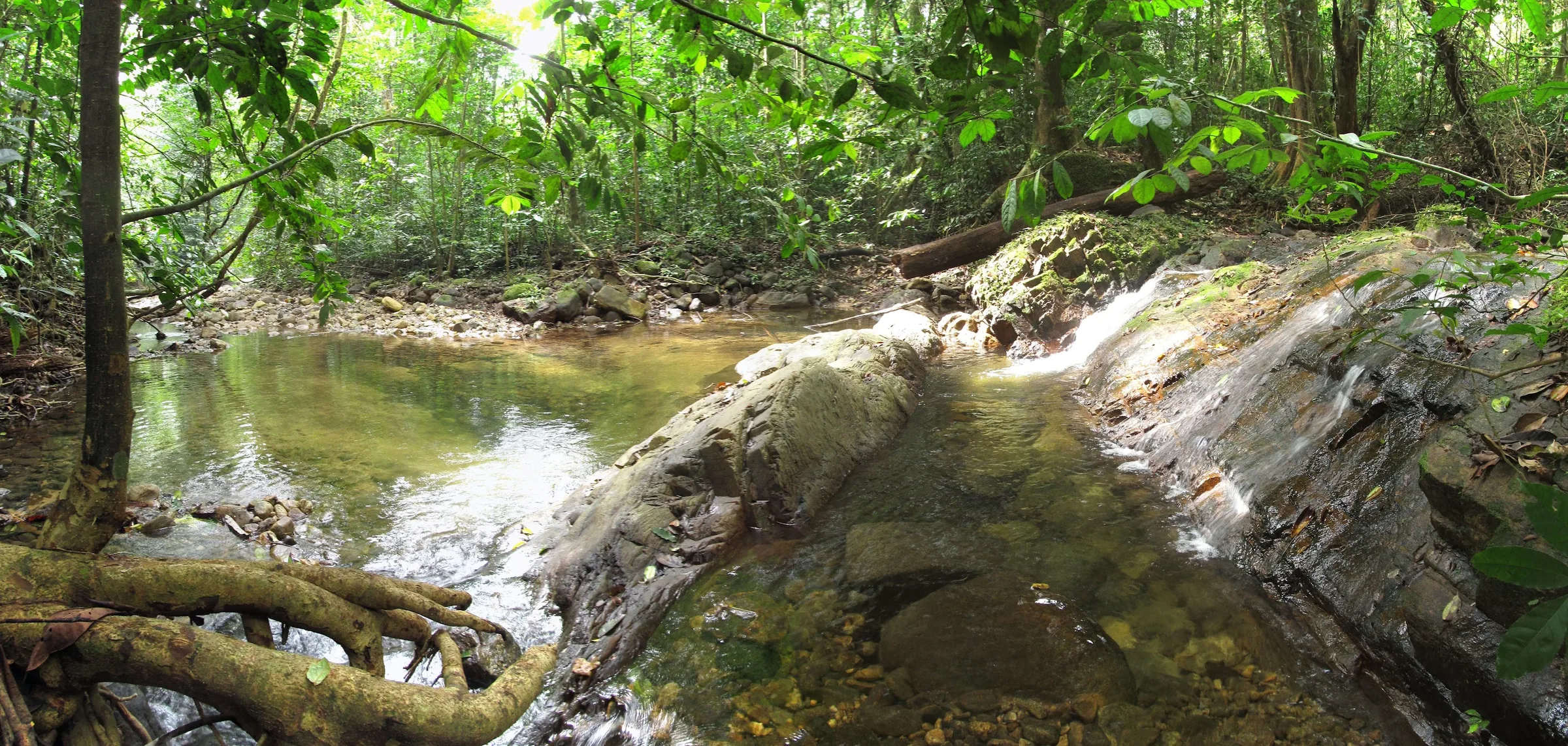 A clear rainforest stream running over rocks, with a small cascade and buttress roots in the foreground